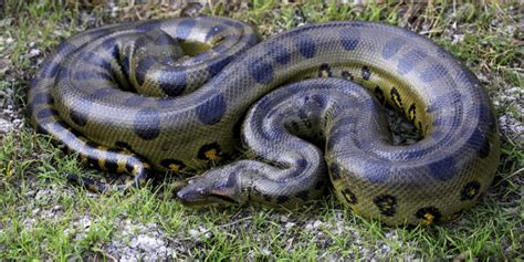 anaconda in spanish.
